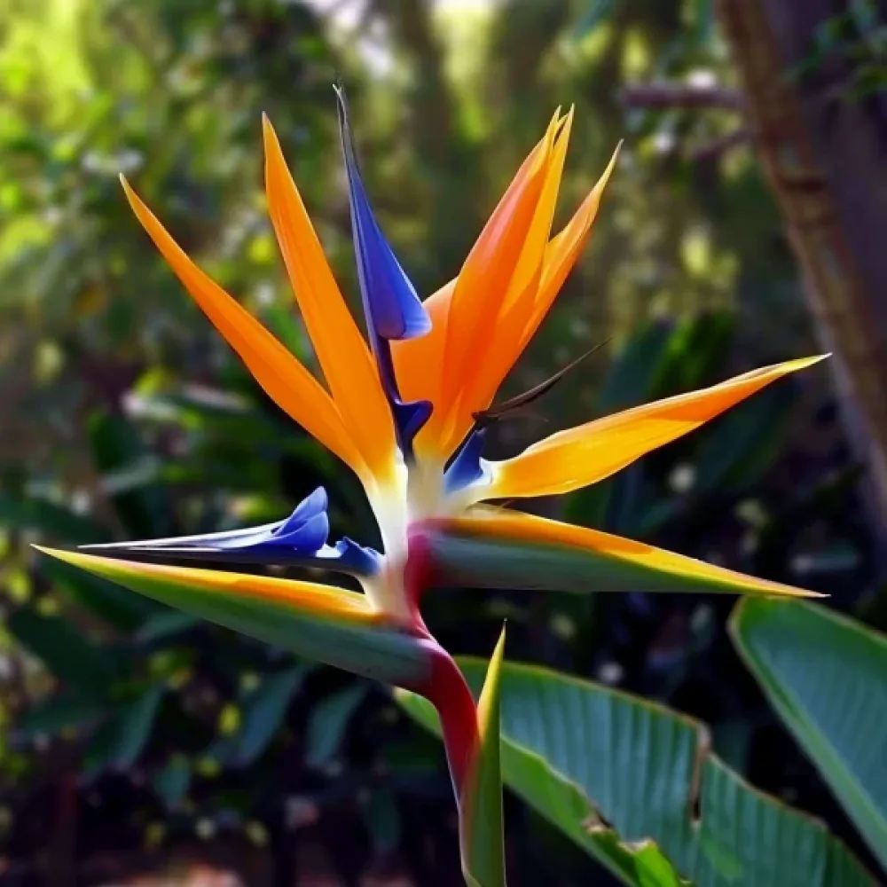 Paratiisilintukukka Strelitzia reginae
