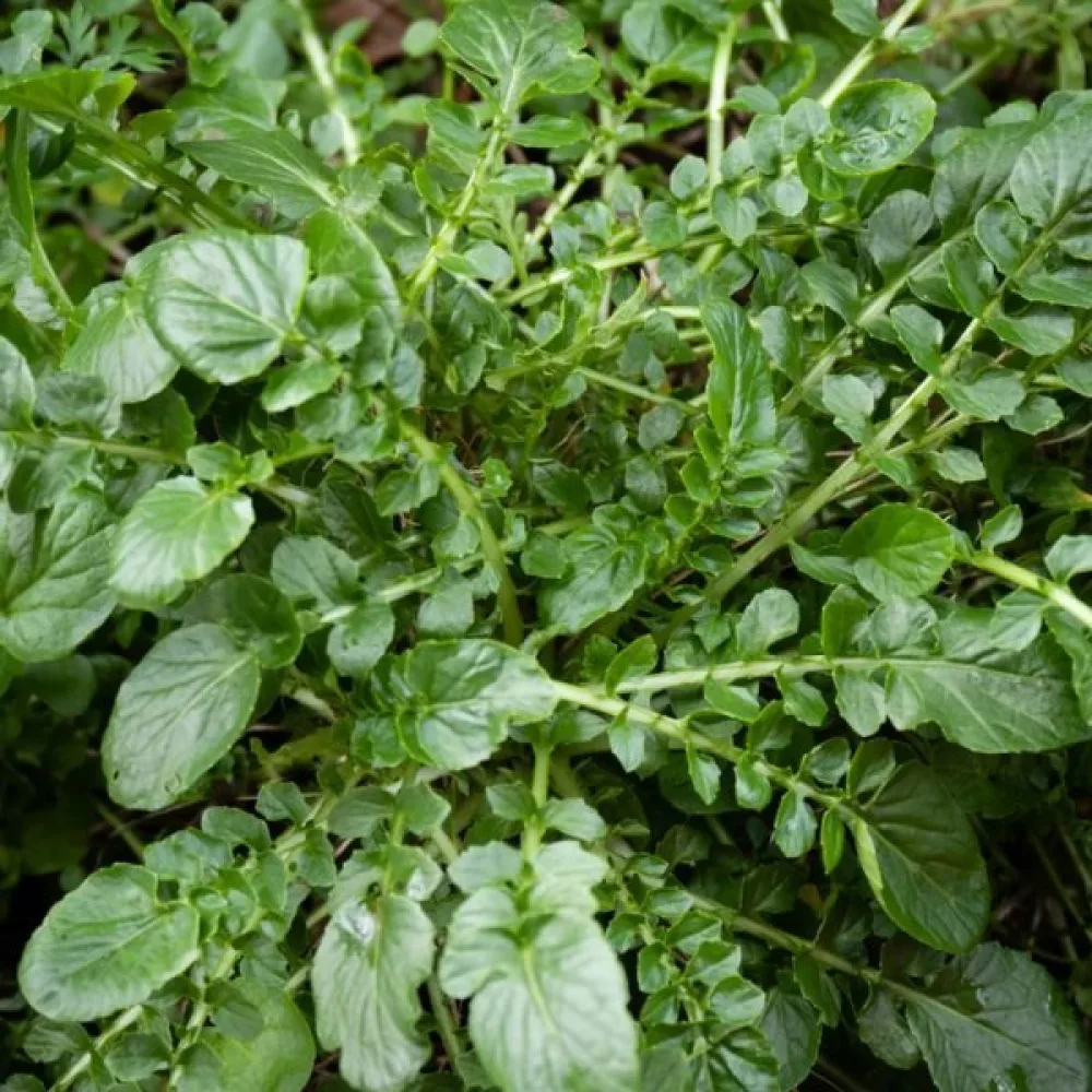 Talvikrassi Barbarea verna