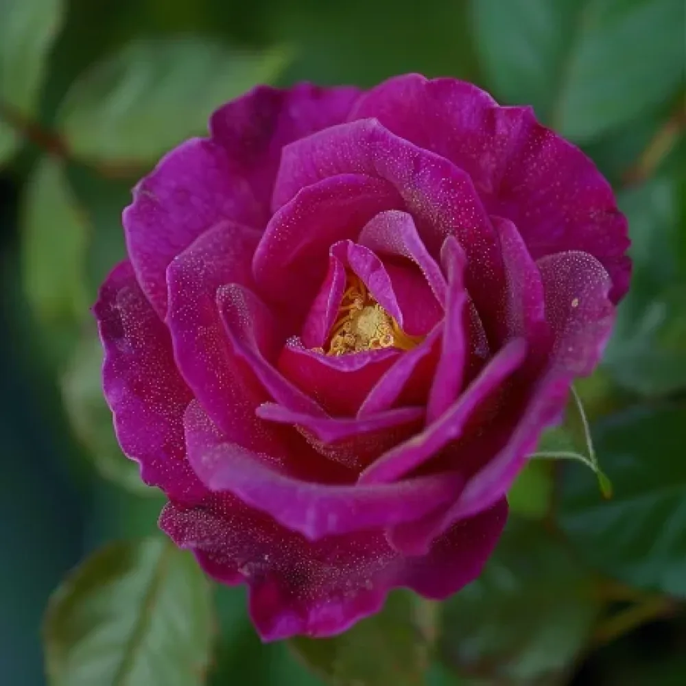 Ruusu 'Bright Tenderness' – paljasjuurinen