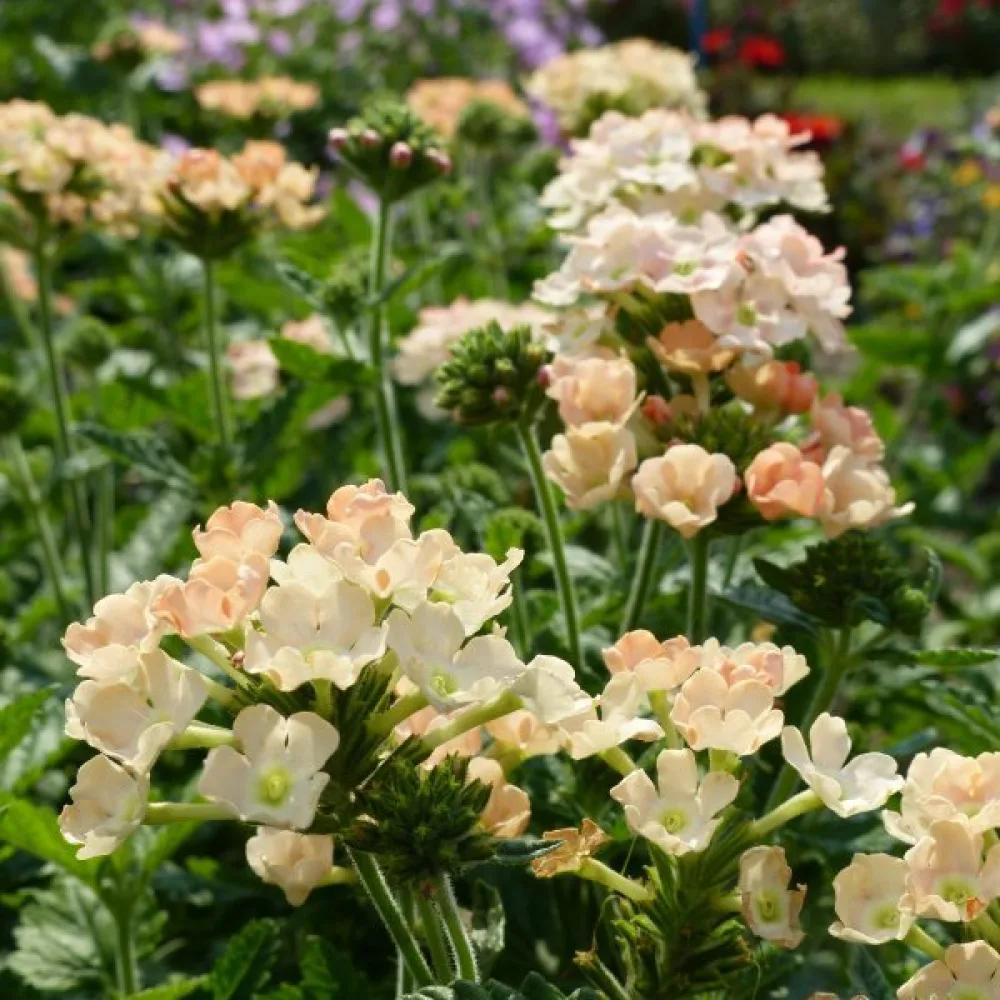 Tarhaverbena 'Peaches & Cream'