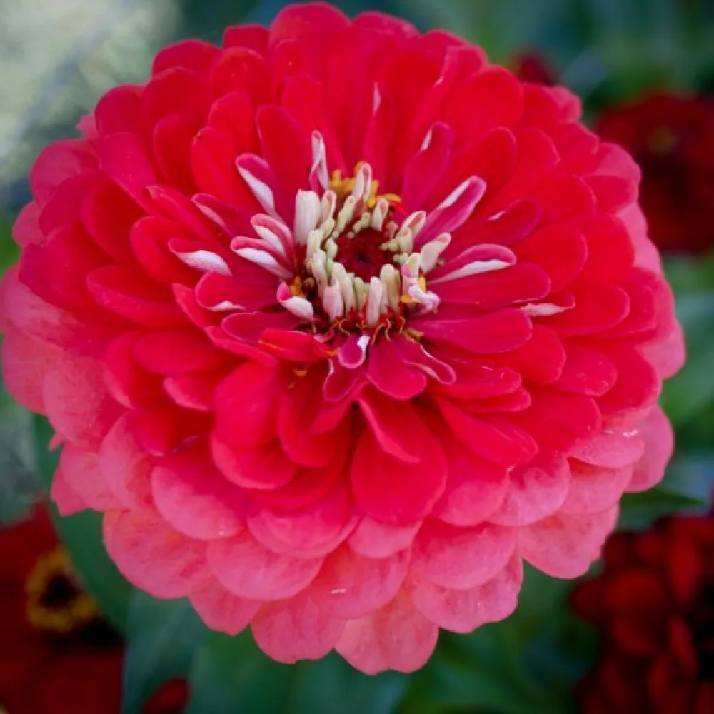 Tsinnia 'Super Yoga Carmine'