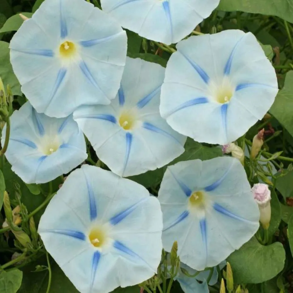 Elämänlanka 'Ismay'