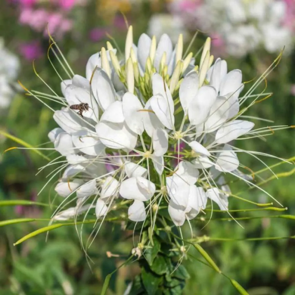 Hämähäkkikukka 'White Queen'