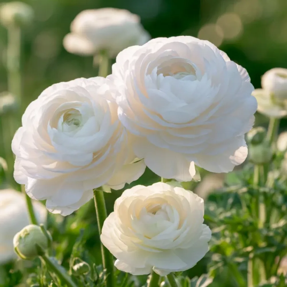 Aasianleinikki 'White Tomer'