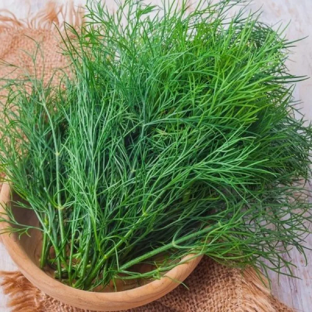 Tilli 'Ambrozja'