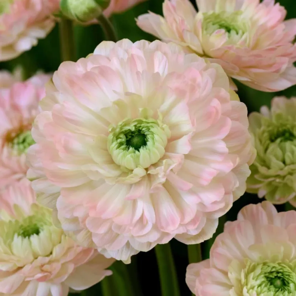 Vuokko 'Levante Rosa Chiaro Double'