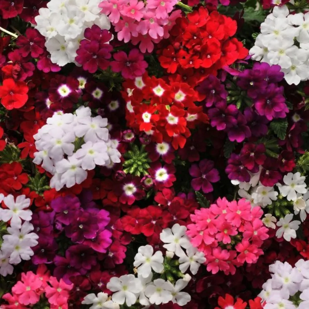 Tarhaverbena 'Ideal Florist' (sekoitus)