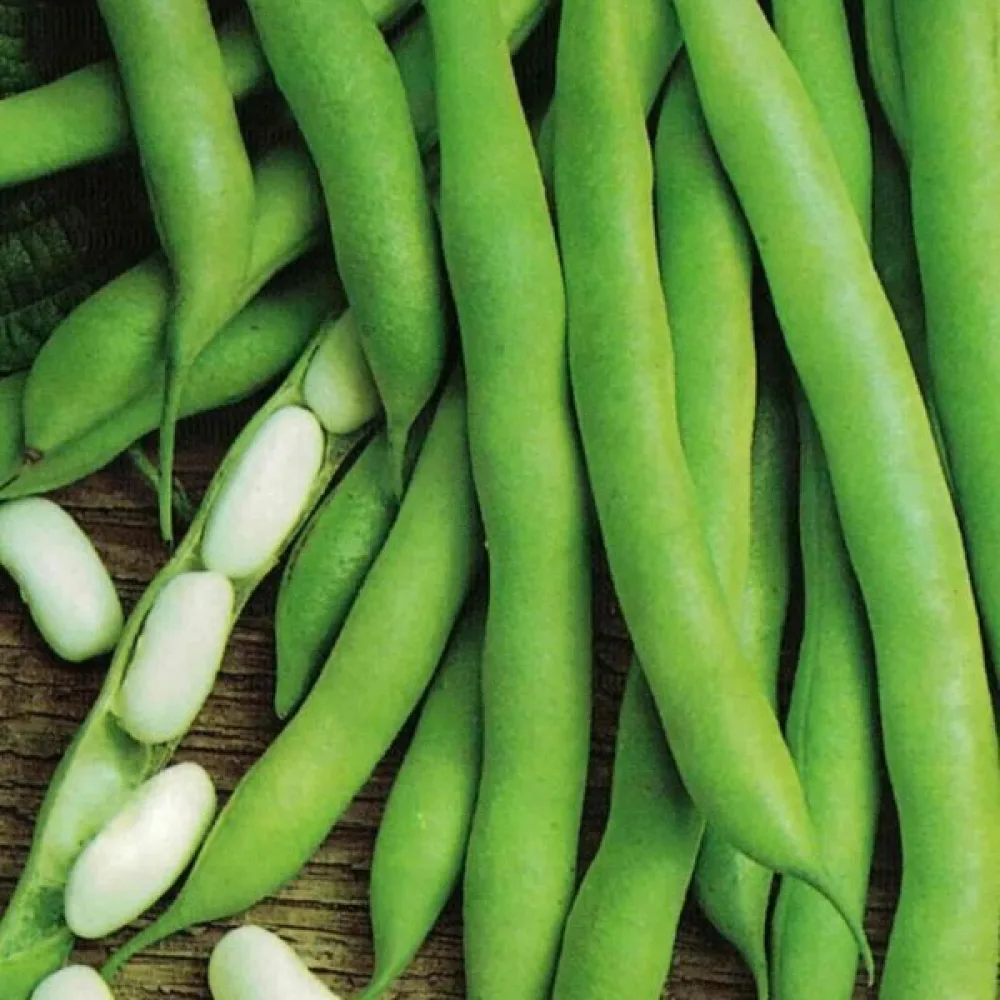 Kuivapapu 'Cannellino'