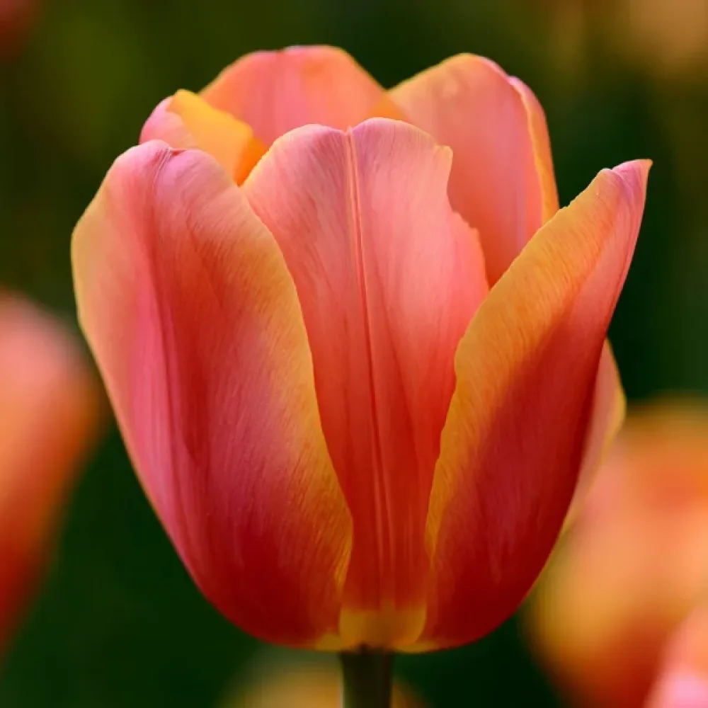 Tulppaani 'Lucca'