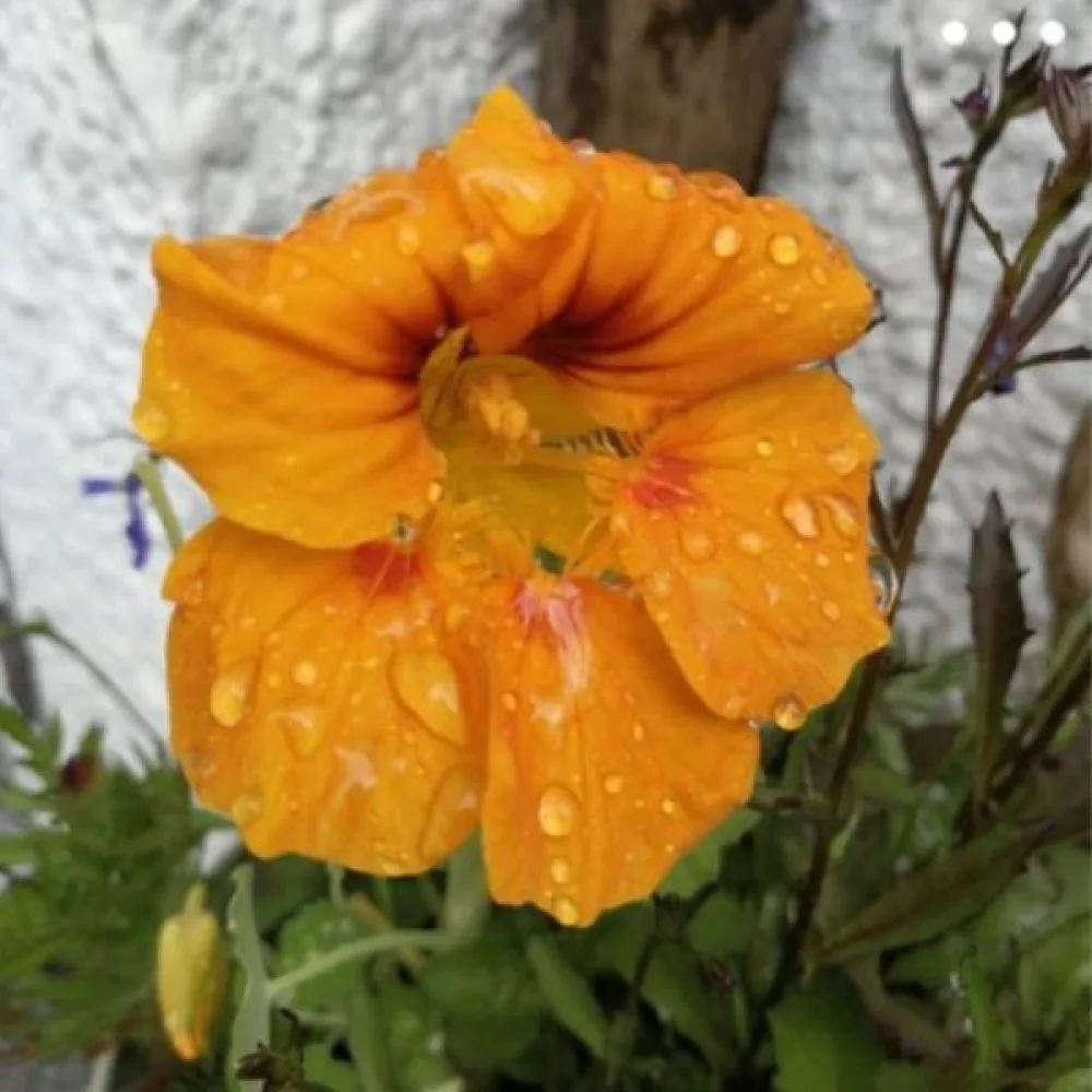 Köynnöskrassi 'Golden King'