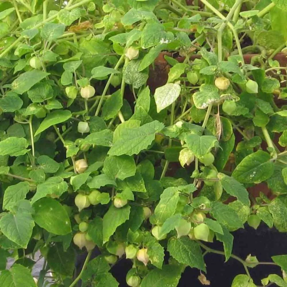 Maakirsikka Physalis pruinosa