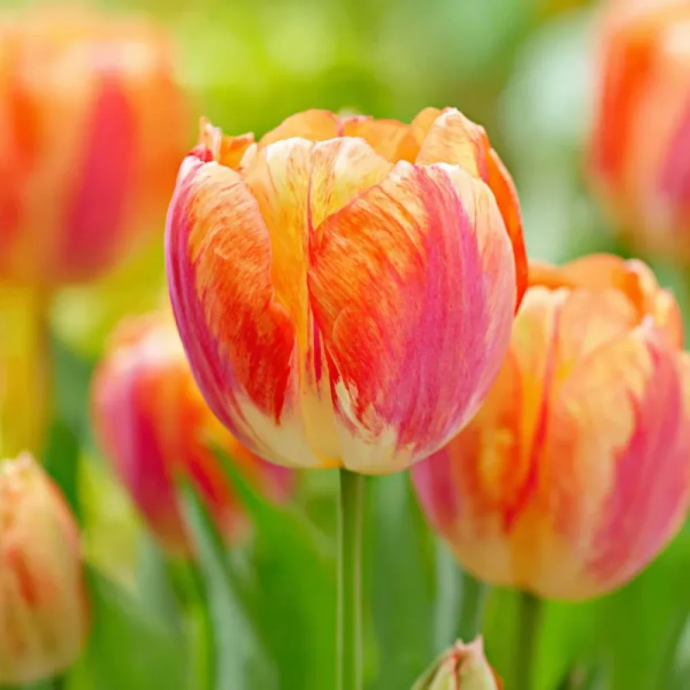 Tulppaani 'Tasmania'