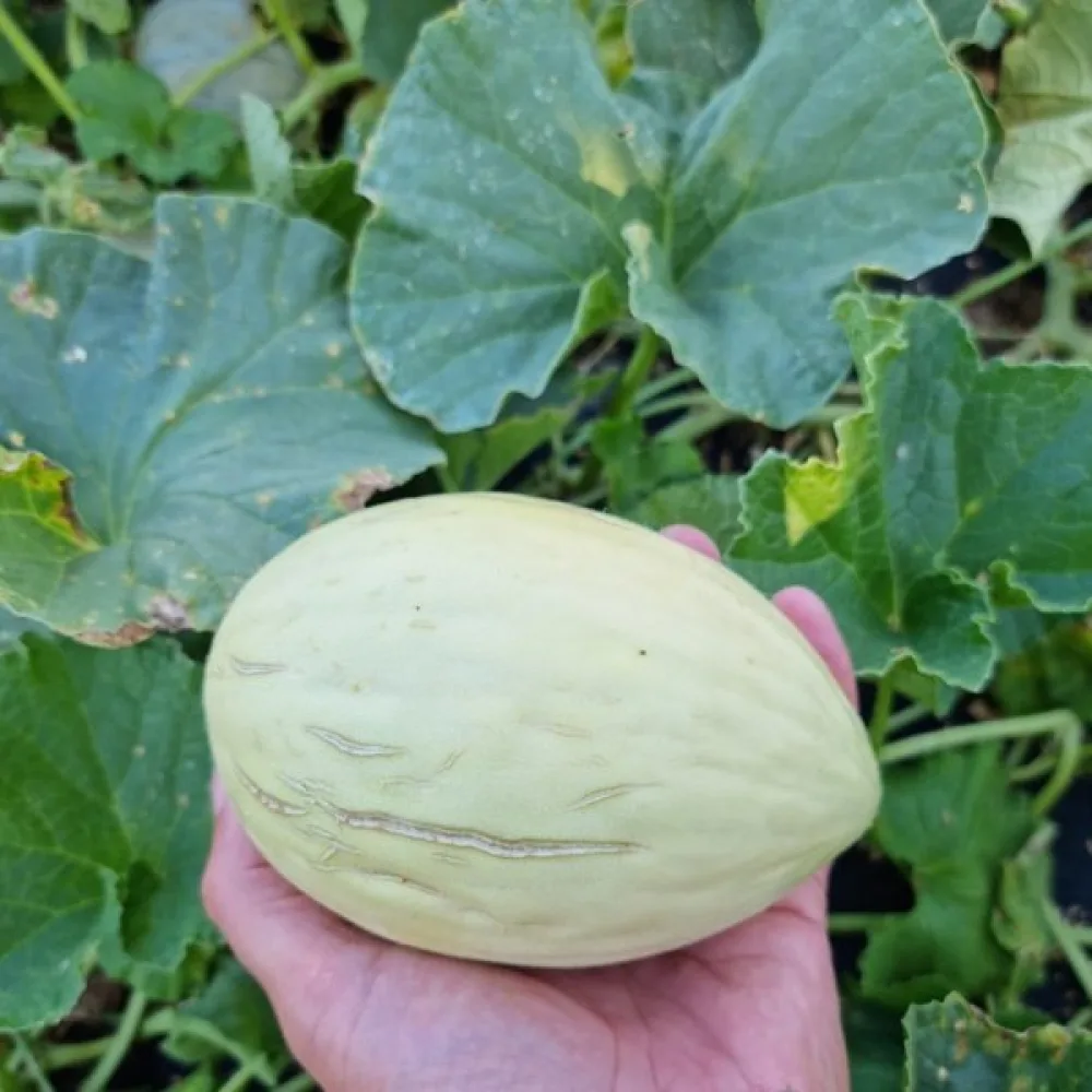 Meloni 'Melba'