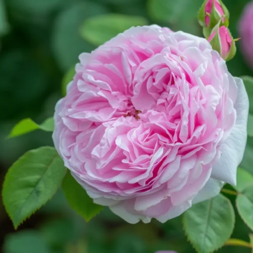 Ruusu 'Pink Heart' – paljasjuurinen