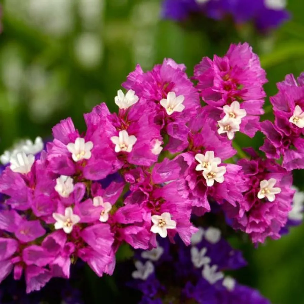Limonium sinuatum – vaaleanroosa