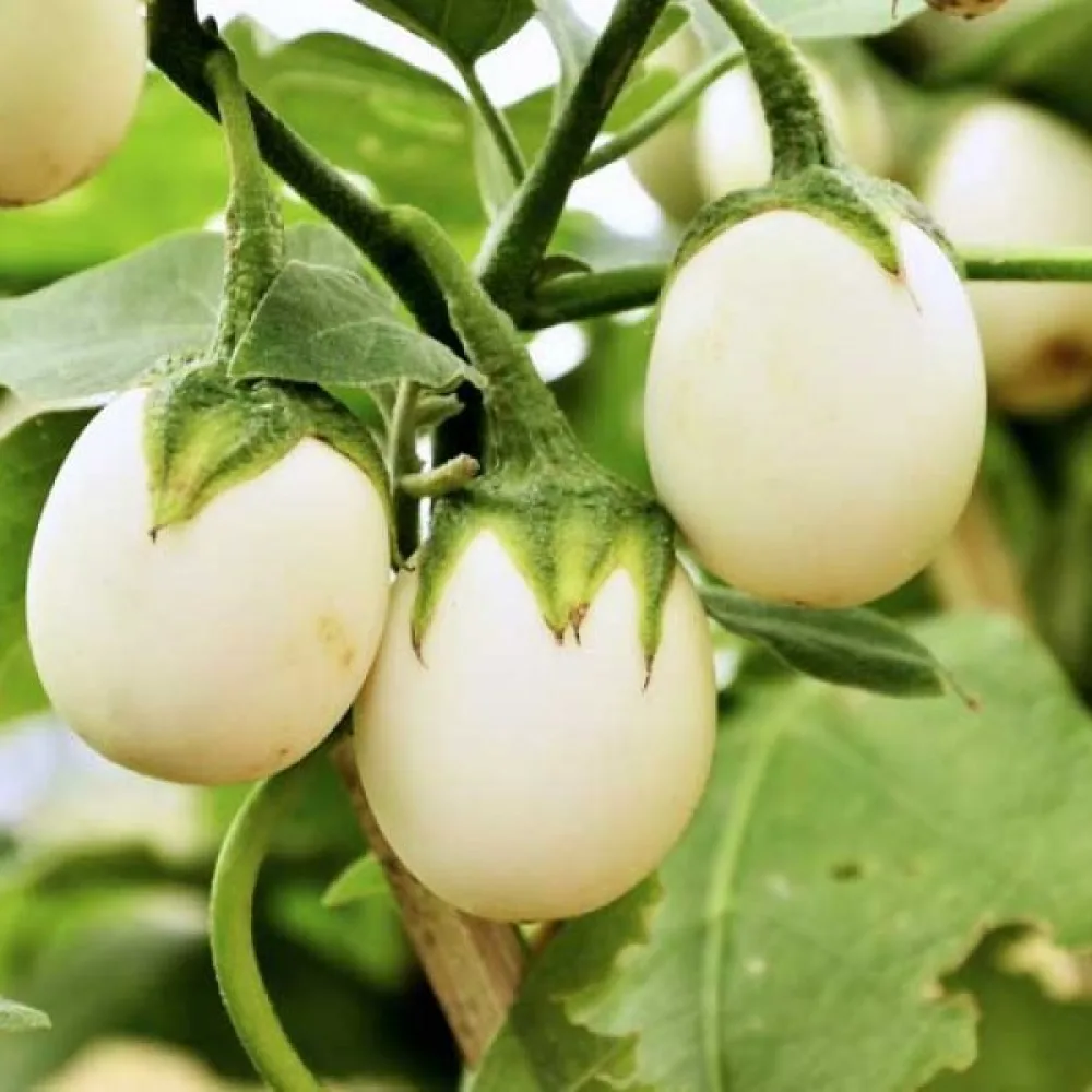 Munakoiso 'White Egg'