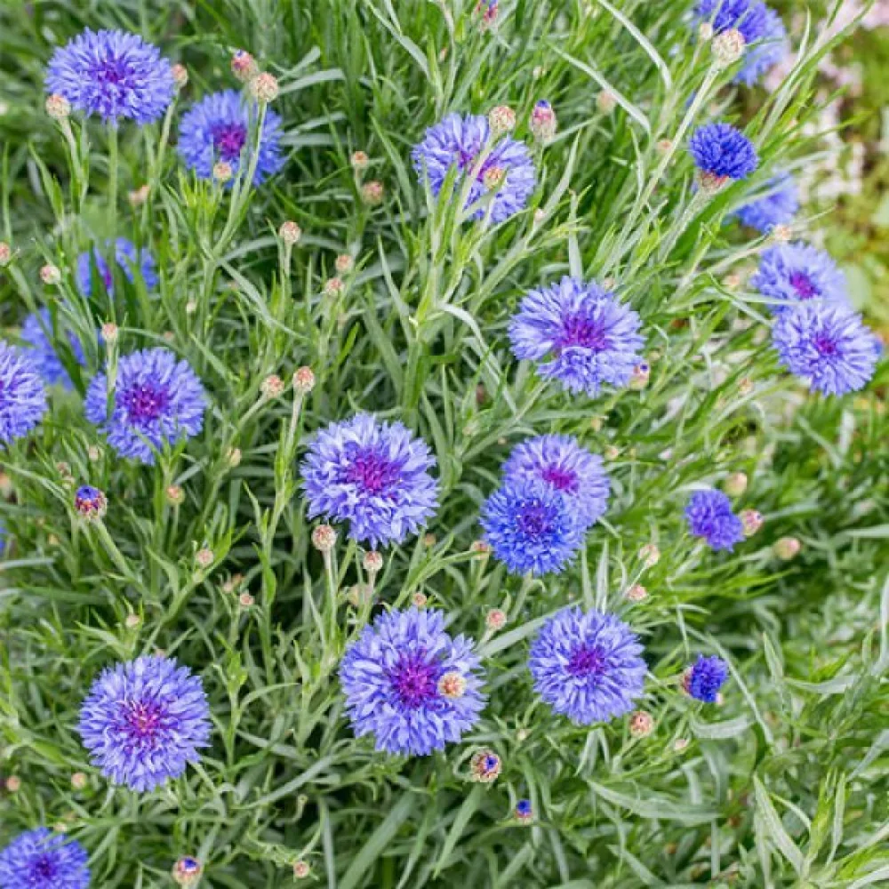 Ruiskaunokki 'Blue Shades', sekoitus