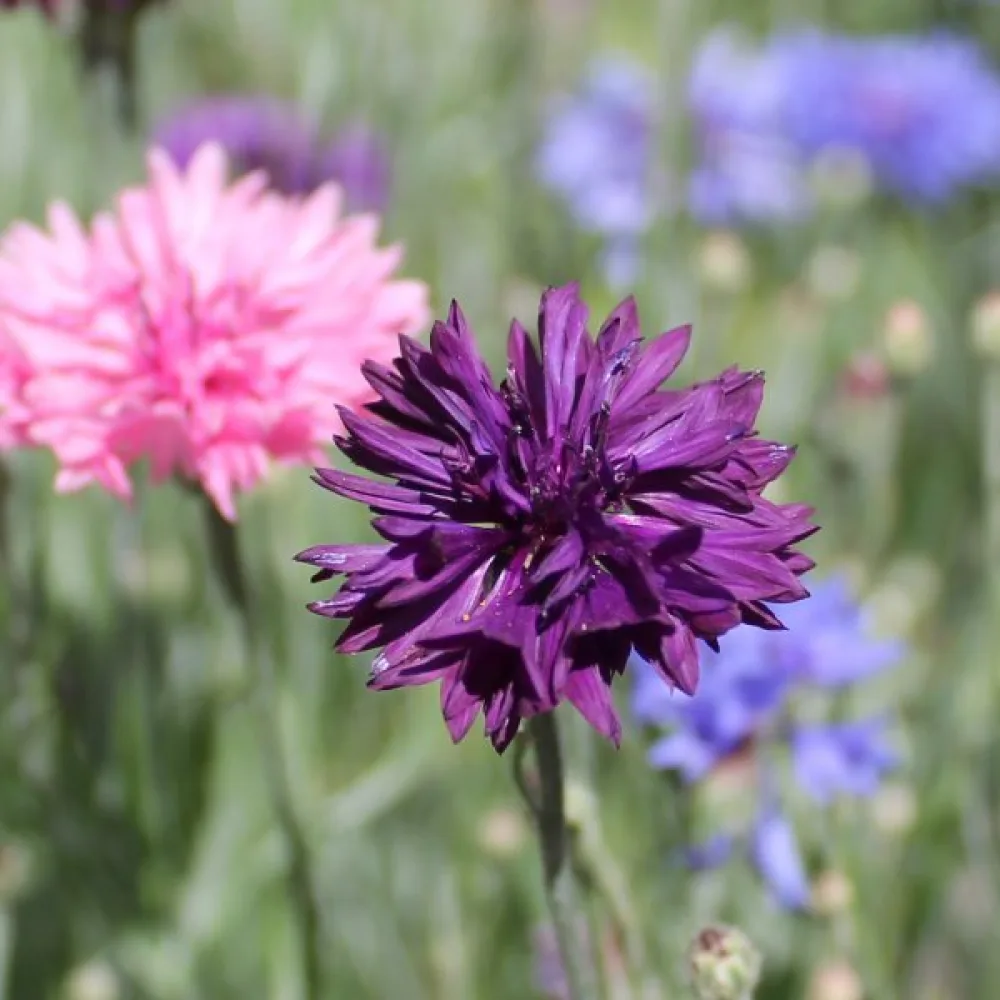 Ruiskaunokki Centaurea cyanus, matala, sekoitus