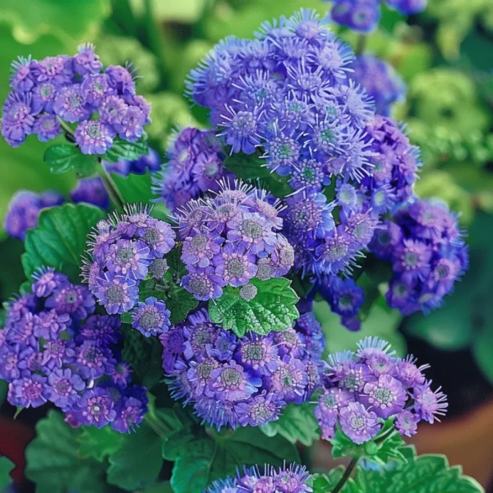 Sinihapsi 'Blaues Meer'