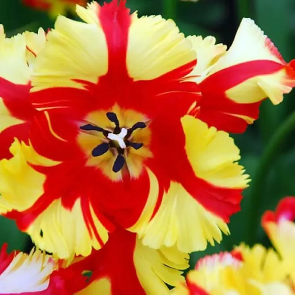 Tulppaani 'Flaming Parrot'