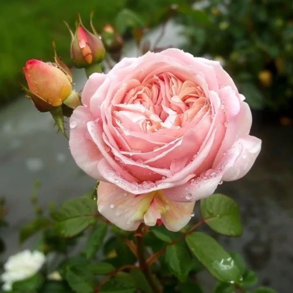 Ruusu 'Pink Flame'