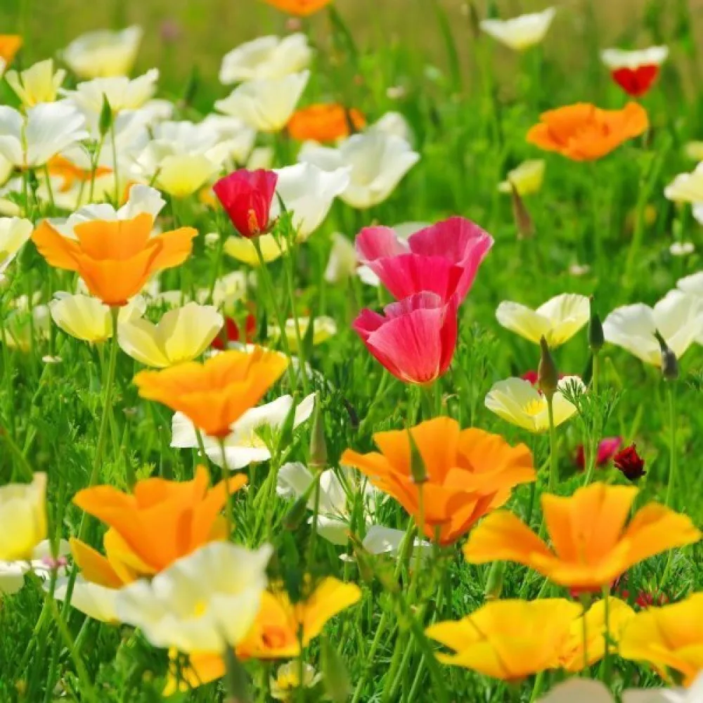 Kaliforniantunikko Eschscholzia californica, sekoitus