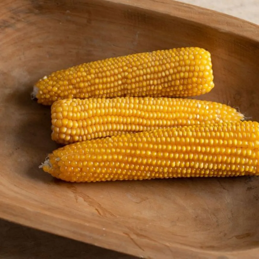 Popcornmaissi 'Nana'