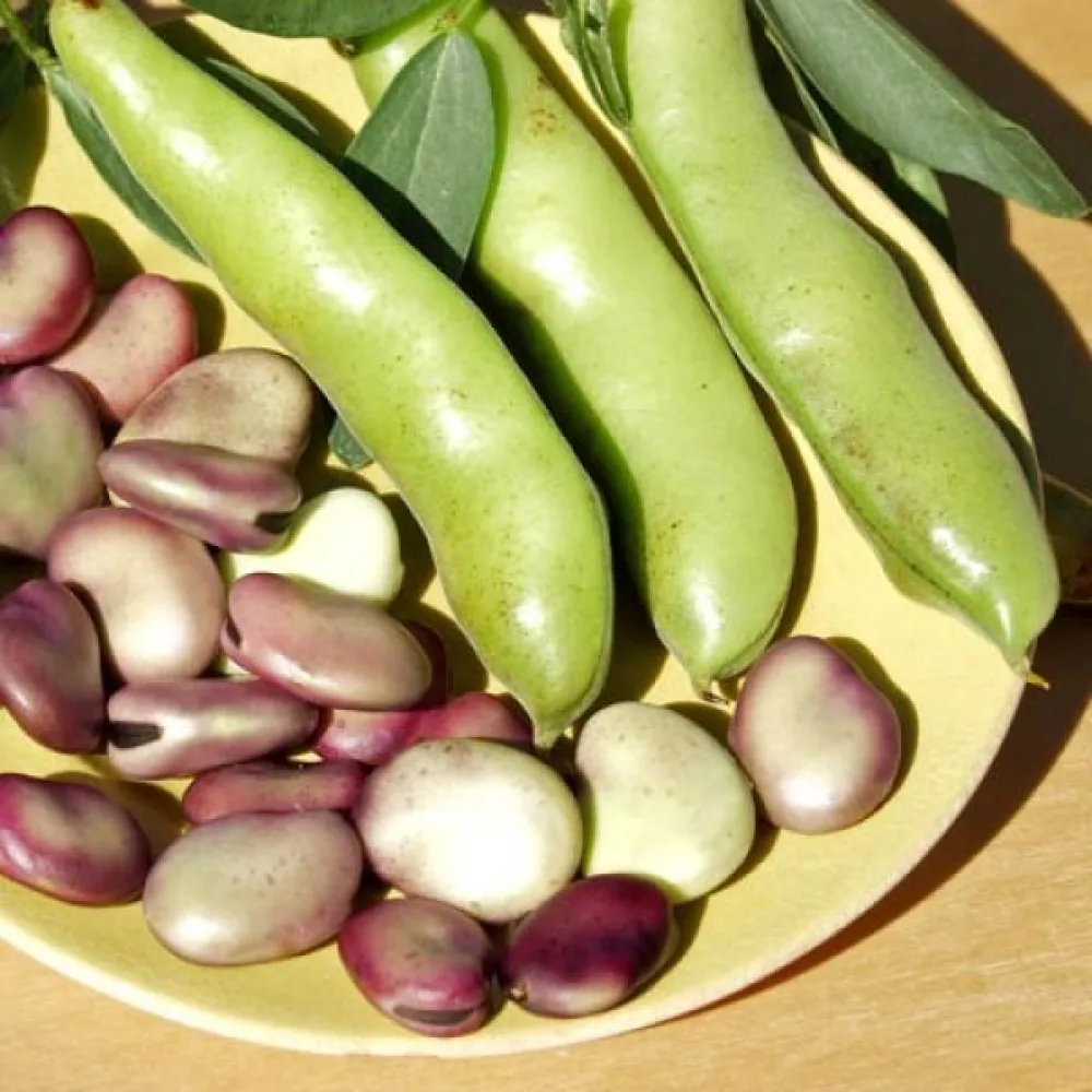 Härkäpapu 'Extra precoce a grano violetto'