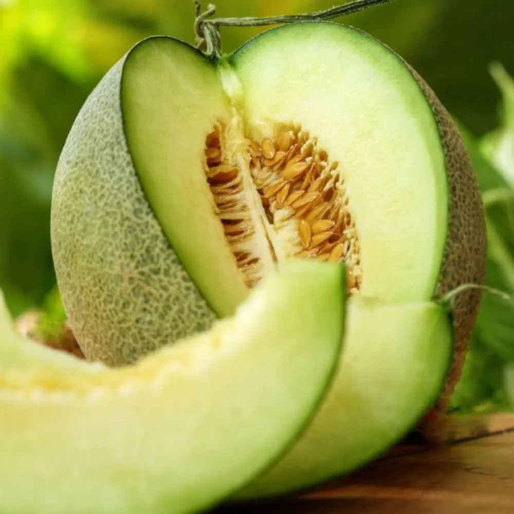 Meloni 'Honey Dew'