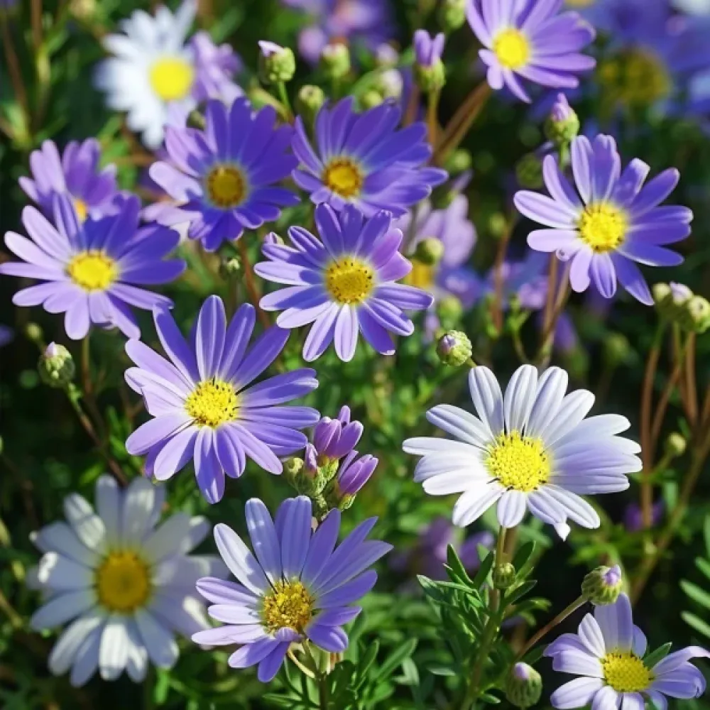 Brachyscome 'Blue Splendour'