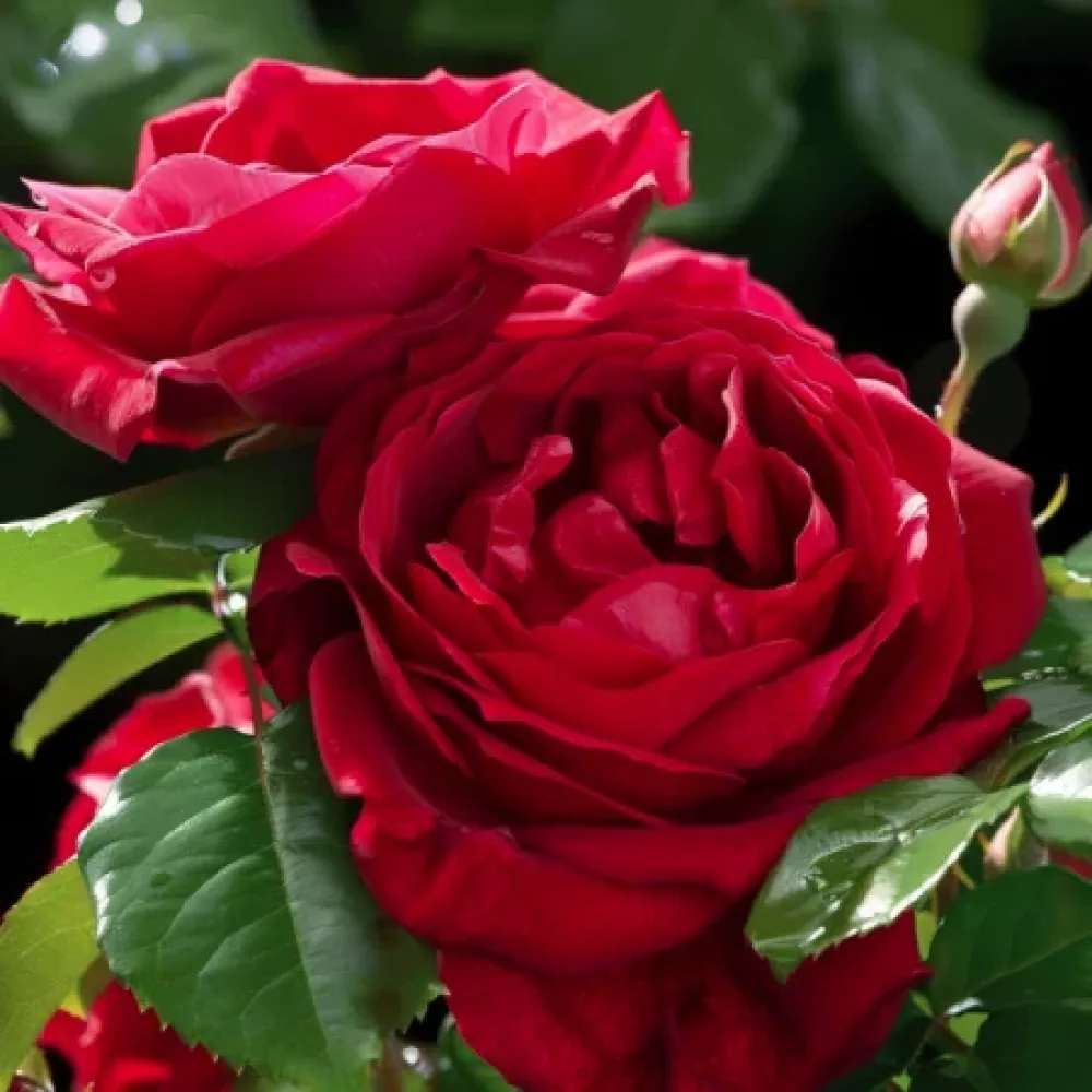Ruusu 'Red Star'