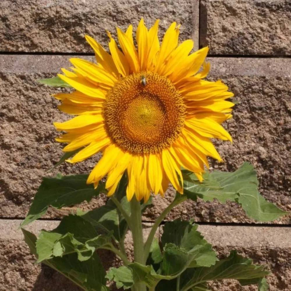 Auringonkukka 'Sunspot Gold'