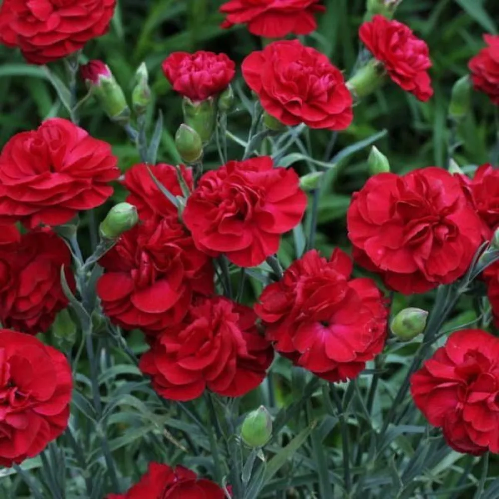 Neilikka Chabaud 'Nero'