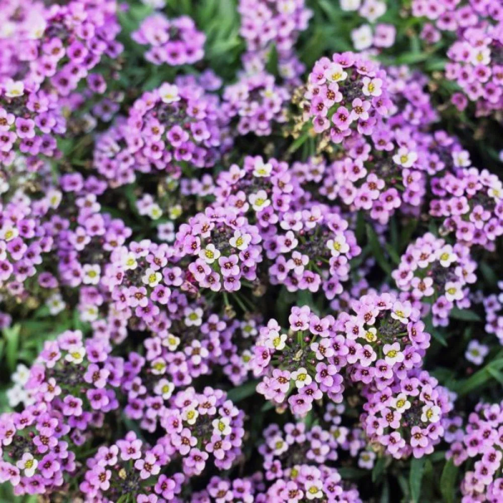 Tuoksukilpiruoho 'Royal Carpet'