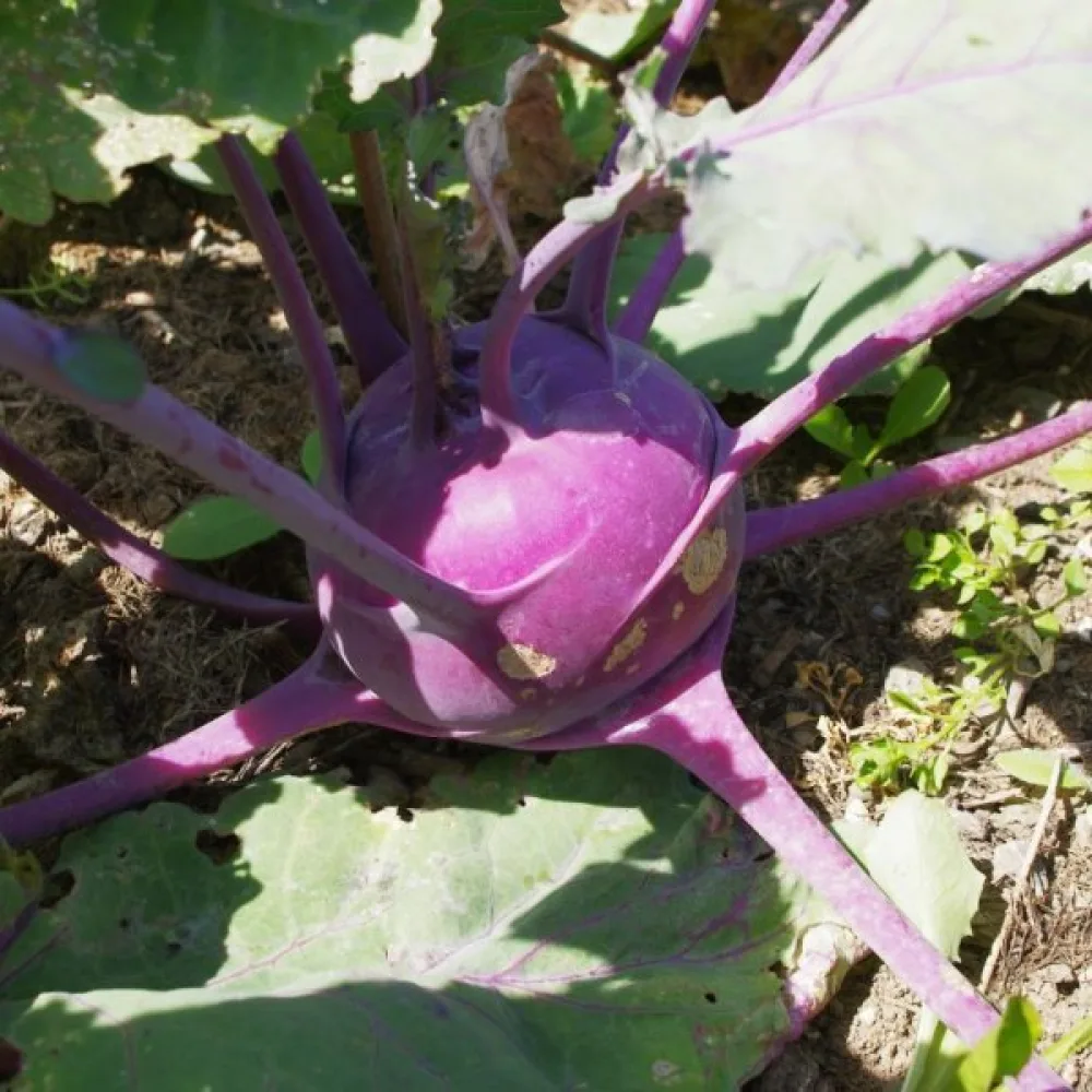 Kyssäkaali 'Purple Vienna'