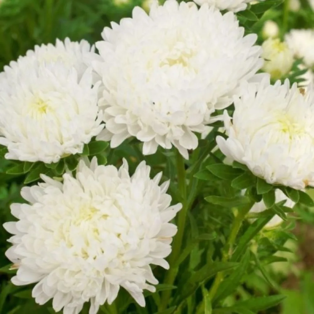 Kesäasteri 'Apollonia' – valkoinen