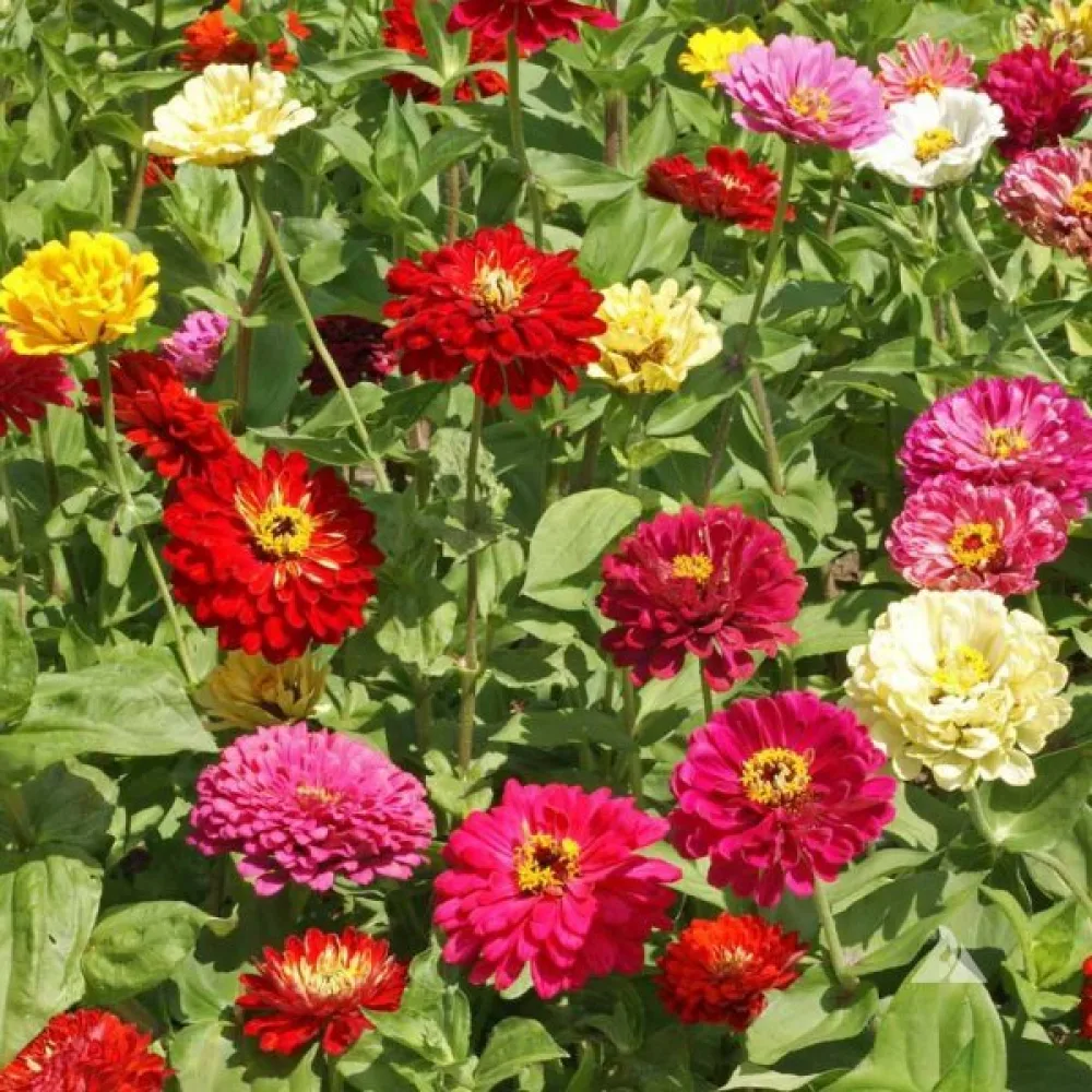 Tsinnia 'State Fair' (sekoitus)
