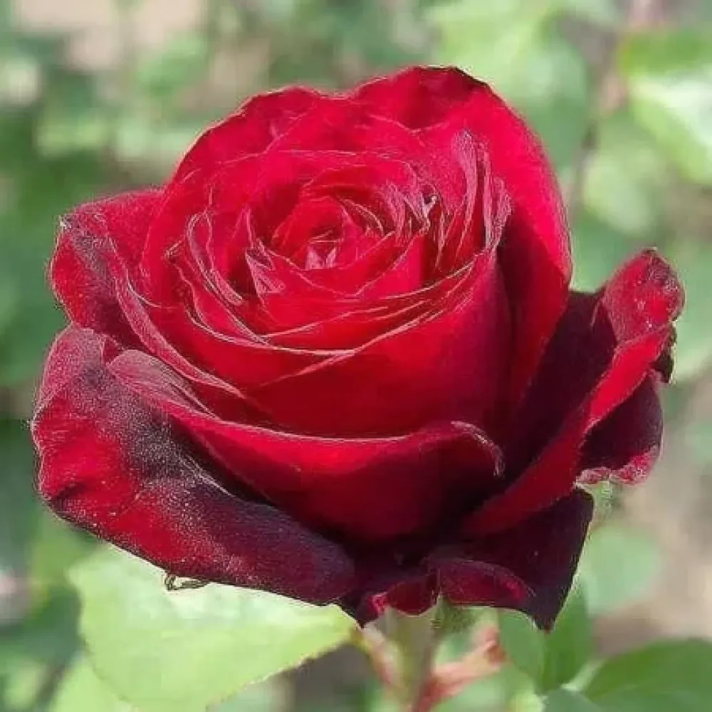 Ruusu 'Ruby Eternity Rose' – paljasjuurinen