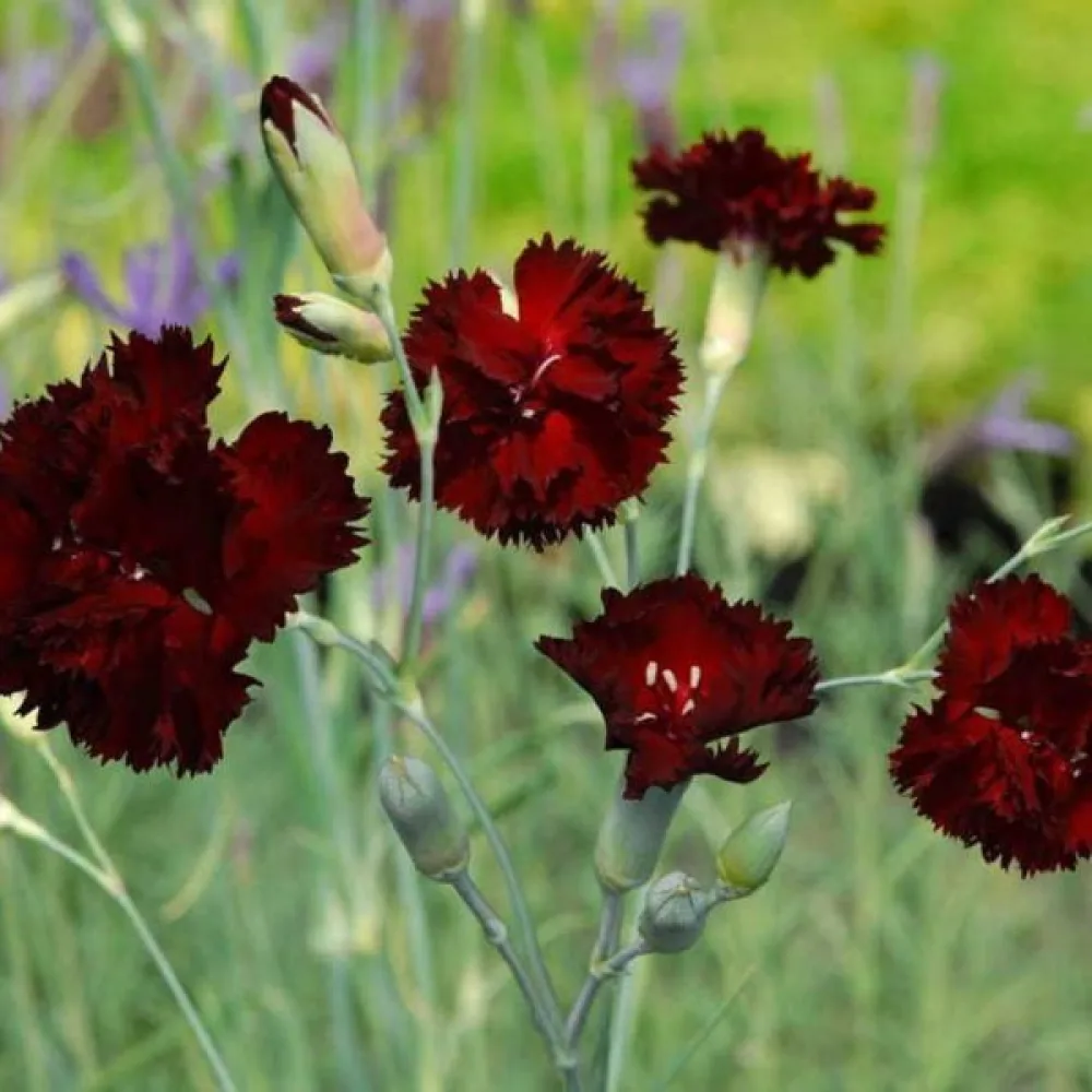 Neilikka 'Grenadin' – punaruskea