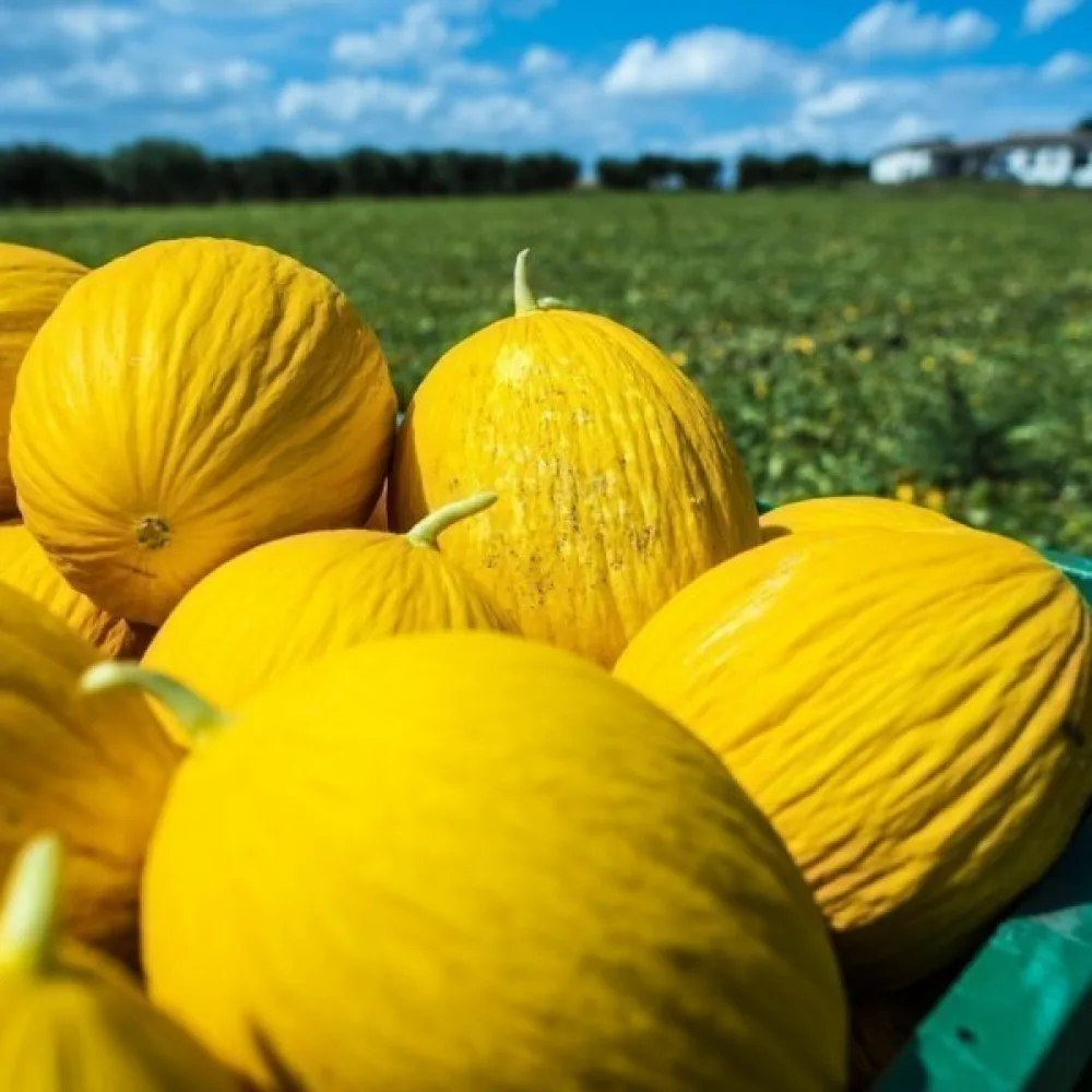 Meloni 'Jaune Canari 3'