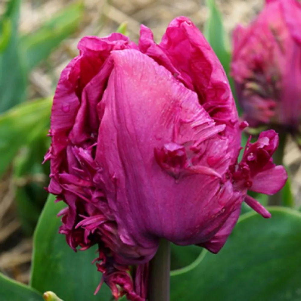 Tulppaani 'Parrot prince'