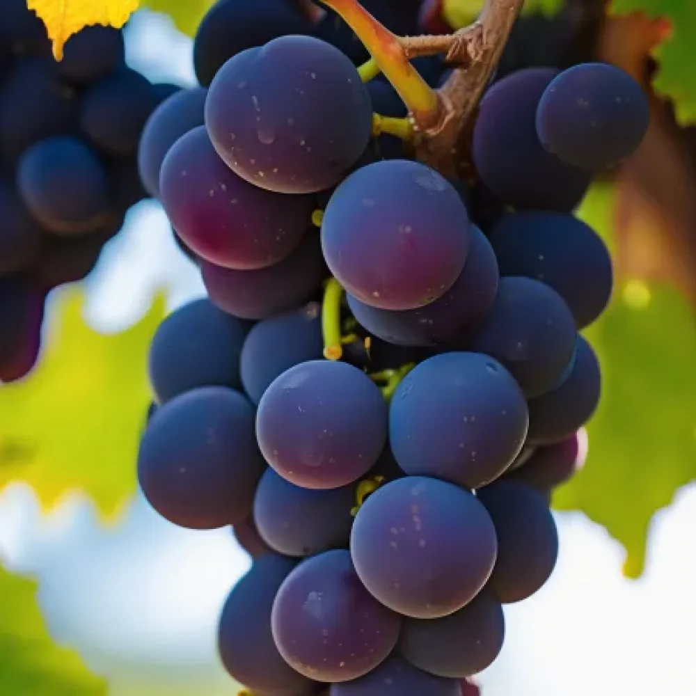 Viiniköynnös 'Pinot Noir' – punainen viinirypäle, aikainen