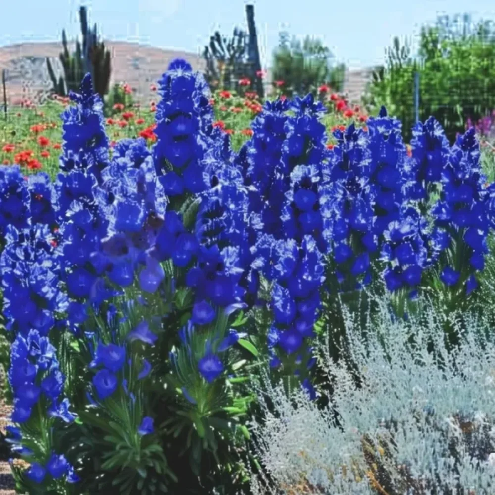Afrikanrasti 'Blue Angel'