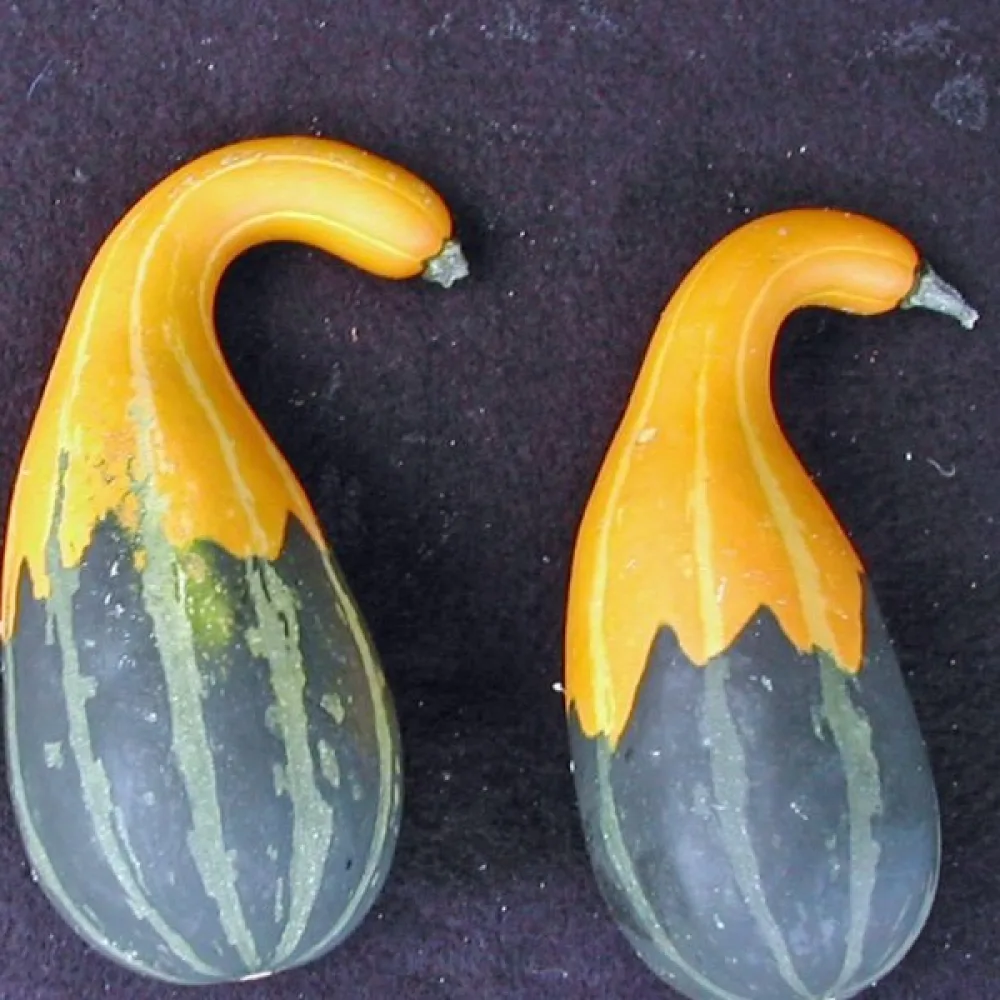 Kurpitsa 'Small Spoon'