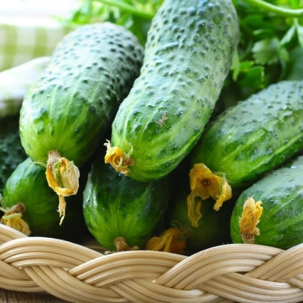 Avomaankurkku 'Polan' F1