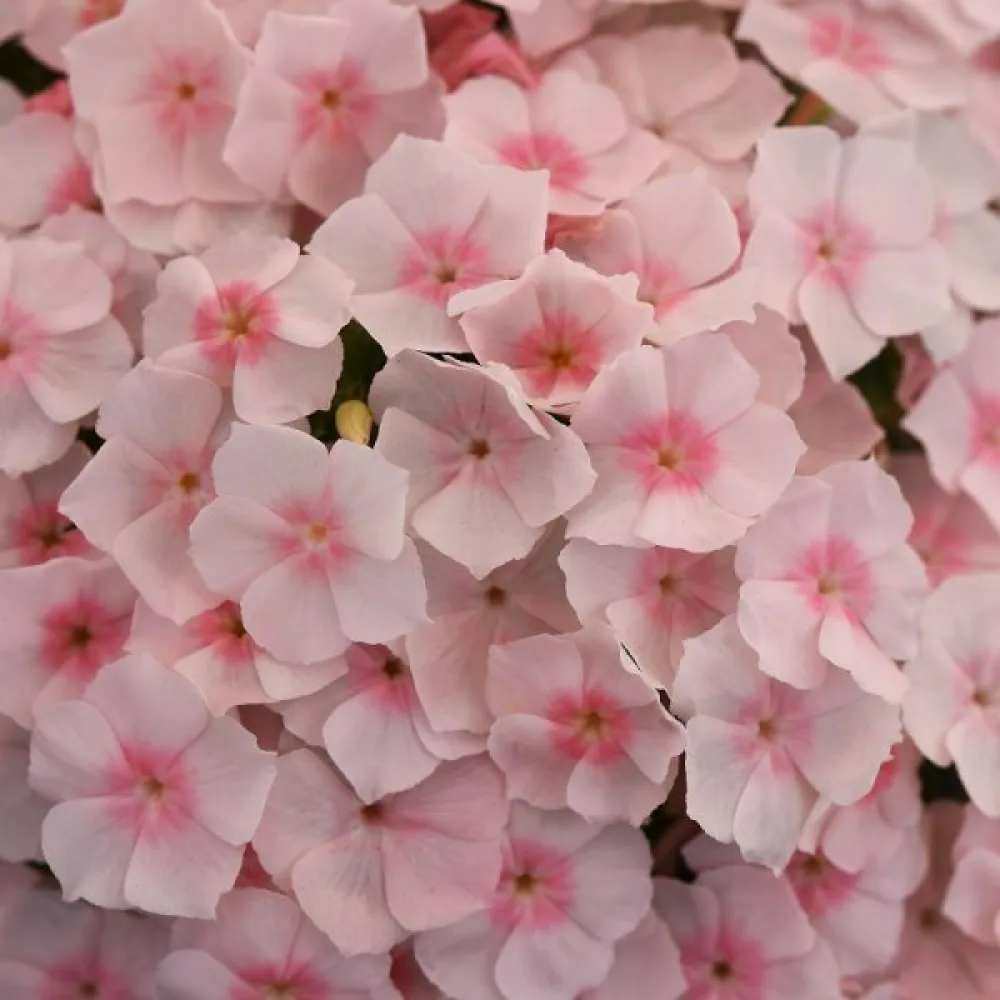 Kesäleimu 'Beauty Salmon'