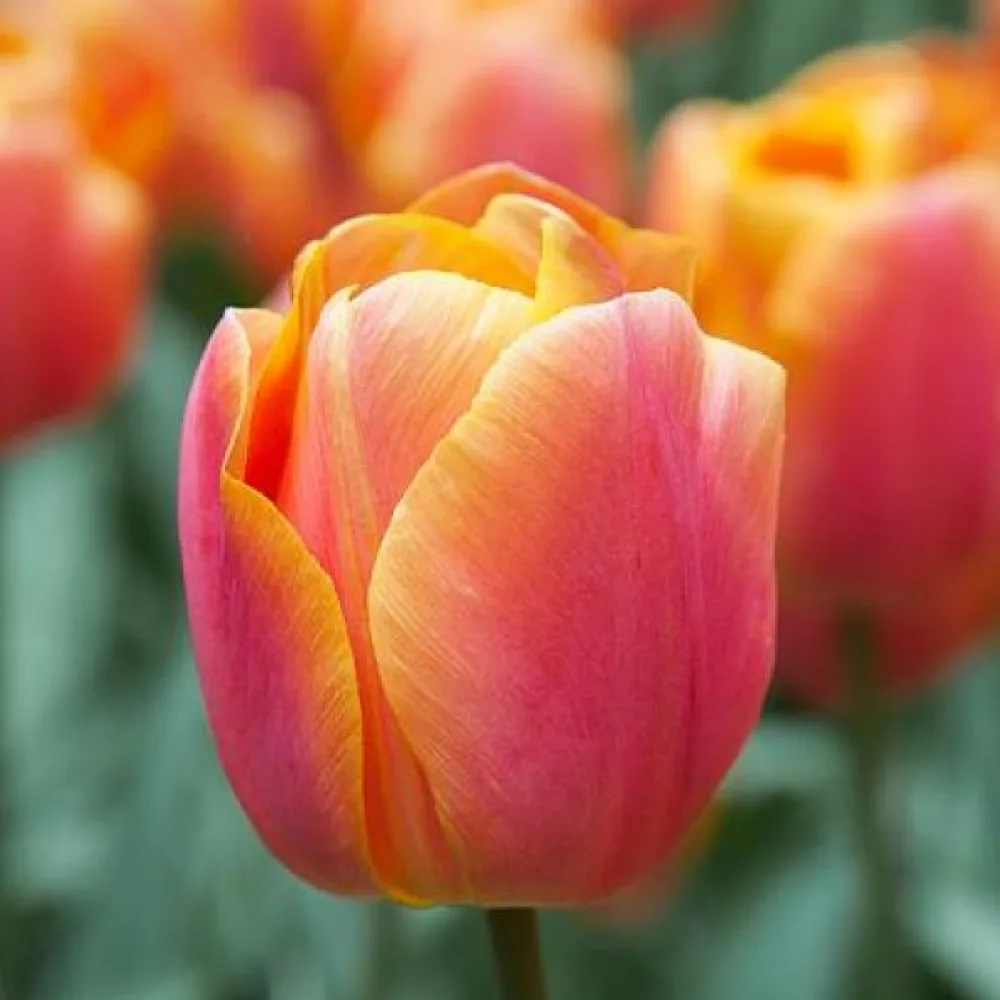Tulppaani 'Jimmy'