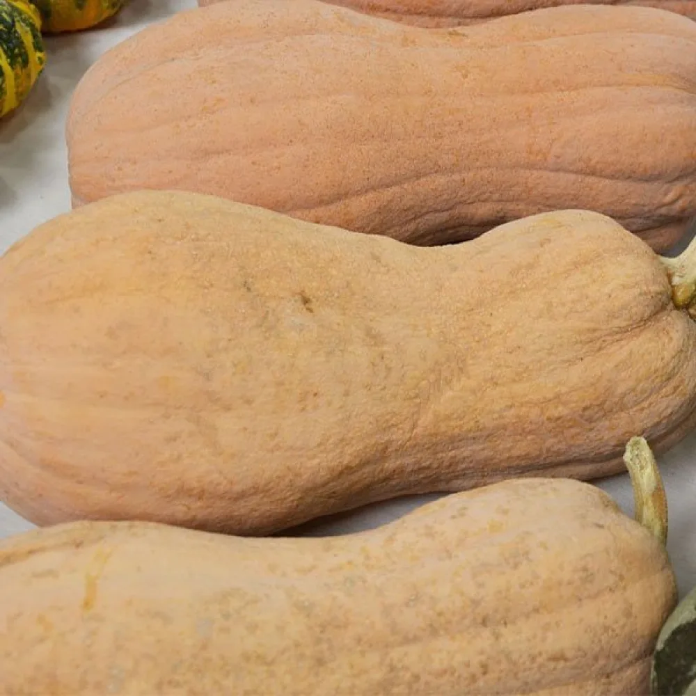 Talvikurpitsa 'Wrinkled Butternut'