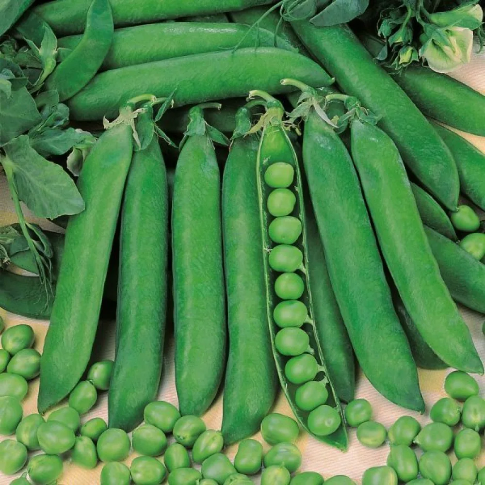 Tarhaherne 'Rondo'