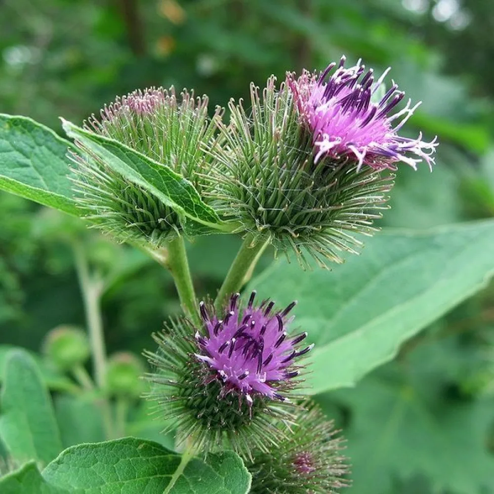 Takiainen Arctium lappa